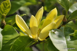 Magnolia x 'Yellow Bird'